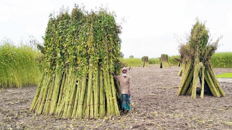 কৃষকরা পানির অভাবে পাট জাগ দিতে পারছেন না