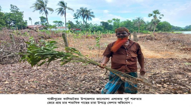 কালিয়াকৈরে গাছের চারার সাথে শত্রুতা