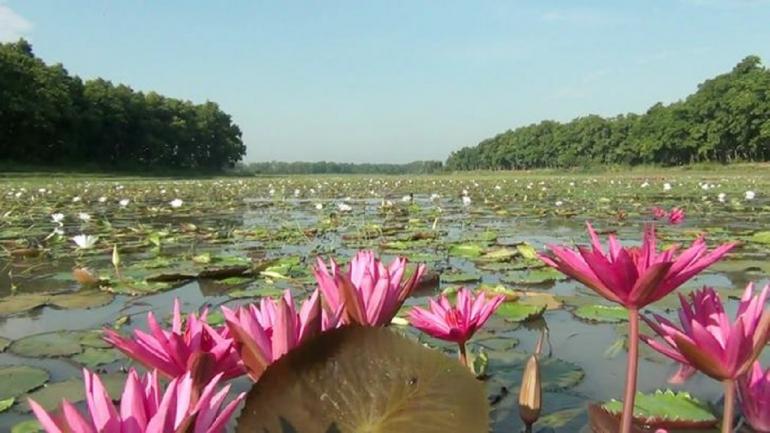 আশুরার বিলে পদ্ম ও শাপলা নজর কাড়ছে প্রকৃতিপ্রেমীদের