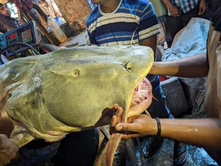 জেলের বরশিতে ধরা পড়ল ৯২ কেজি মাছ