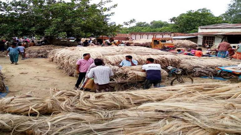 নওগাঁর উৎপাদিত পাট রপ্তানি হচ্ছে দেশের বিভিন্ন জেলায়