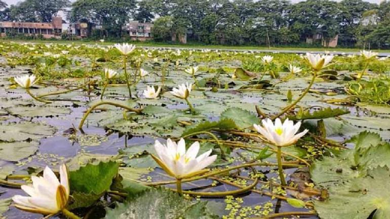 নড়াইলের চাঁচুড়ী বিলে রূপসী বাংলার রূপের শাপলার রাজত্ব