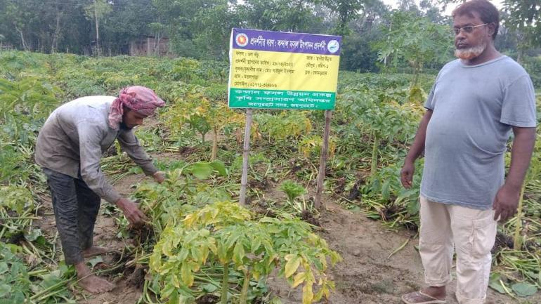 বাণিজ্যিক ভাবে শুরু হয়েছে ওল কচু চাষ