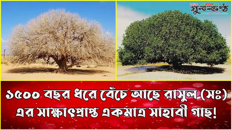 ১৫০০ বছর ধরে বেঁচে আছে রাসুল (সঃ) এর সাক্ষাৎপ্রাপ্ত সাহাবী গাছ!