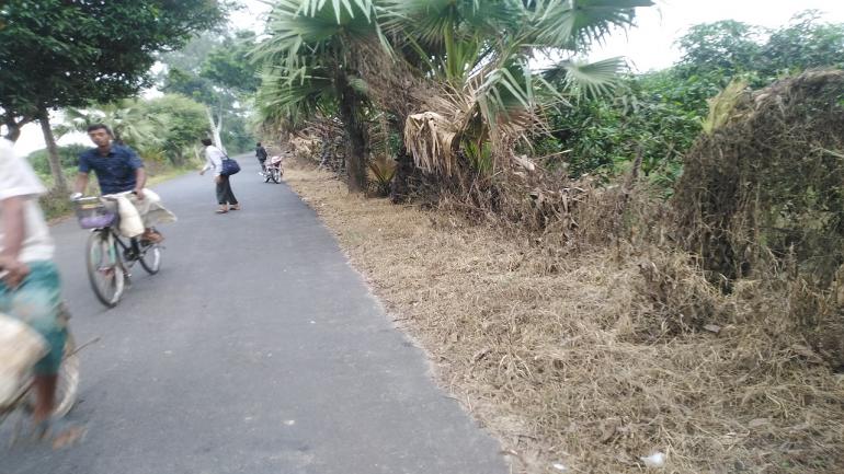 সাপাহারে বজ্রপাত প্রতিরোধে রোপণকৃত তালগাছ বিষদিয়ে মেরে ফেলা হচ্ছে