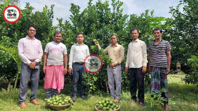 মাল্টা চাষে আমিরুলের অভাবনীয় সাফল্য। ছবি : দৈনিক যুবকন্ঠ