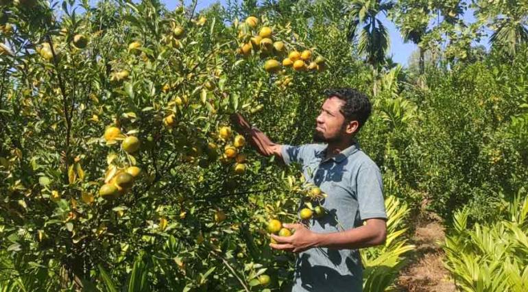 কমলা চাষ  মোঃ আবু রায়হান ফারুক